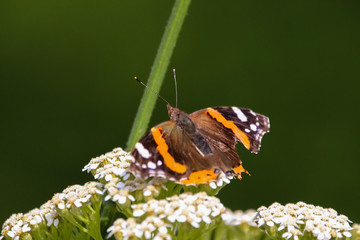 red admiral butterfly