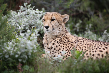wild cheetah, South Africa.