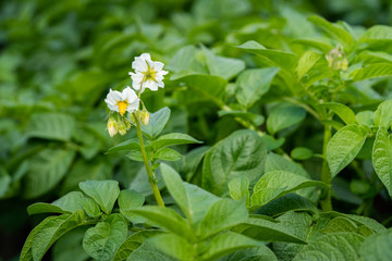 Potato flowers and green leaves. Potato field in the Netherlands. Summer.