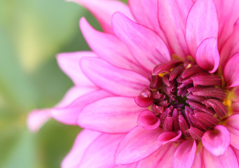 beautiful dhalia blossom.