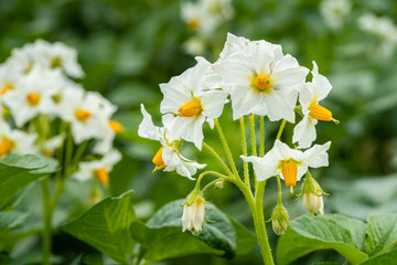 Potato flowers and green leaves. Potato field in the Netherlands. Summer.