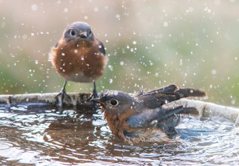 Two Femaie Blue Birds at a Bird Bath