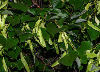 Linden branch with leaves and buds of flowers against a dark background.Tilia. Tiliaceae Family. Copy space