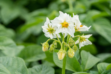 Potato flowers and green leaves. Potato field in the Netherlands. Summer.