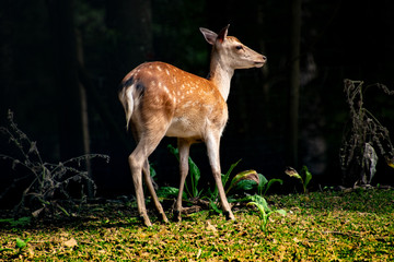 Wild im Wald