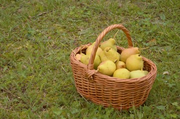 basket with pears 2