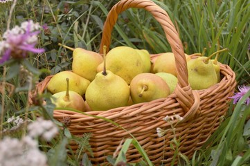 basket with pears 1