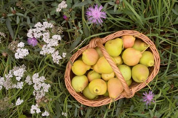 basket with pears