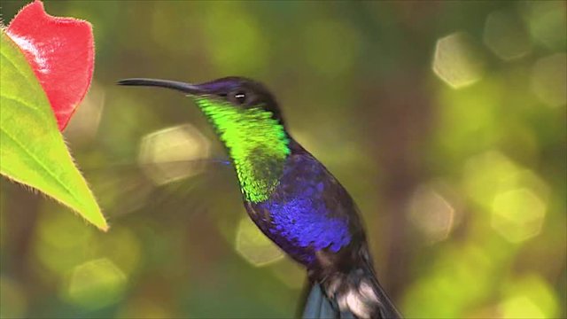 The vivid and beautiful Violet crowned woodnymph hummingbird hovering near a wildflower in the rainforest.