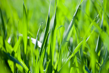 Fototapeta premium Pole zielone tło trawa.