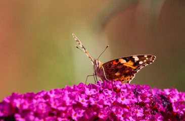 painted lady butterfly
