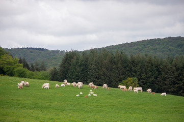 Fototapeta na wymiar Troupeau de vaches