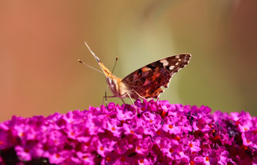 painted lady butterfly