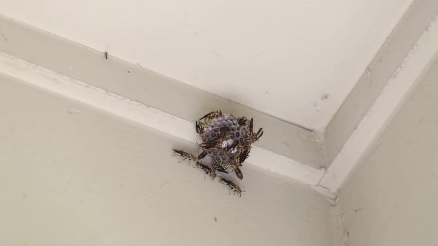wasps on paper nest hanging on porch ceiling of house