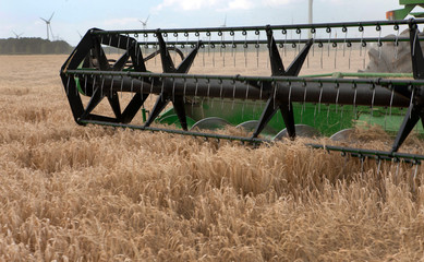 Harvesting corn. Combine harvesting. Polder Netherlands. Field of wheat.