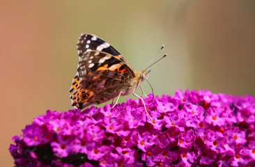 painted lady butterfly