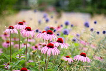 bright pink flowers of the medicinal plant Echinacea purple grow on the field among other beautiful flowers