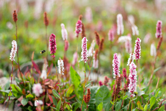 beautiful bright undersized pink and brown flowers in landscape design, close-up