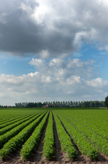Fototapeta na wymiar Field of carrots Netherlands. Agriculture. Farming
