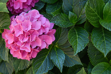 This secret garden is utterly dreamy. Showy flowers in summer. Hydrangea blossom on sunny day. Flowering hortensia plant.