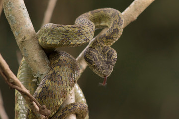 Naklejka na ściany i meble Serpiente venenosa en árbol