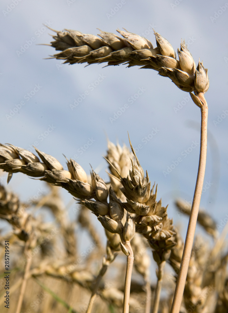 Wall mural field of corn. wheat fields. ears