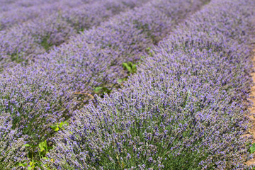 Fototapeta na wymiar Flowering lavender. Field of blue flowers. Lavandula - flowering plants in the mint family, Lamiaceae.