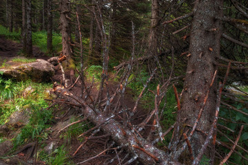 pristine, untouched forest in the highlands