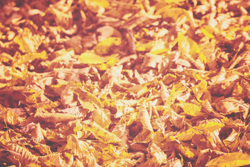 autumn background with fallen leaves. fallen leaves on the ground close-up.