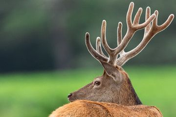 Red deer in richmond park
