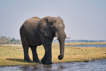 Fototapeta na wymiar African elephant portrait in Chobe park safari, Zimbabwe, Africa