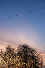 Vol d'oiseau au levé du soleil