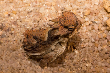 Desert Horned Lizard (Phrynosoma platyrhinos).