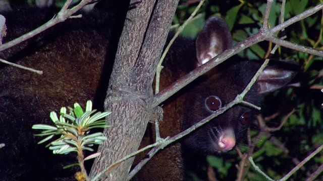 A Brushtail possum looks out from a tree at night in Australia.