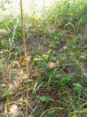 Forest glade, lush green grass, several large mushrooms growing in the grass, bright Sunny day.
