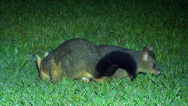 A Brushtail possum wanders on the grass at night in Australia.