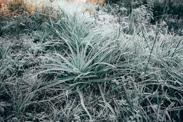 Plantas congeladas pela geada