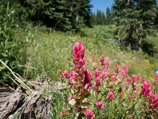 Indian Paintbrush