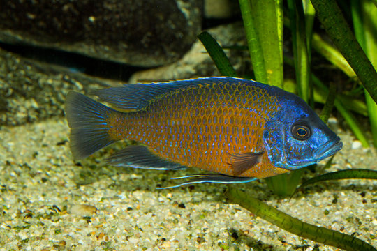 รูปภาพHaplochromis เลือกดูภาพถ่ายสต็อก เวกเตอร์ และวิดีโอ105 Adobe