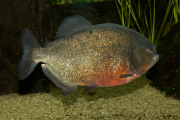 Red-bellied piranha,  red pirahna (Pygocentrus nattereri).