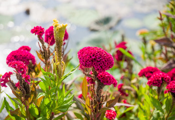 Group of exotic flowers in striking colours. Mostly red blossoms, some fully developed some  still green buds. Central flowers in focus, the more distant ones turn into red and green bokeh. 