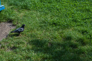 A pigeon walks in the park