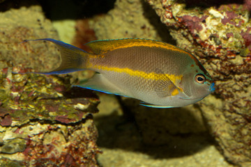  Bellus angelfish, ornate angelfish (Genicanthus bellus ), male.