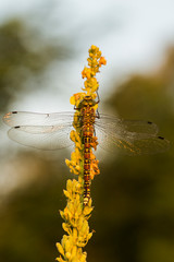 Brown hawker (Aeshna grandis) is a large dragonfly. Female: small yellow markings, and no waist. The insect sits on a dense-flowered mullein with yellow flowers.