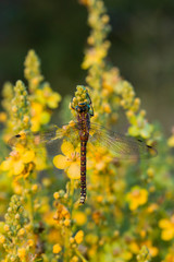 Brown hawker (Aeshna grandis) is a large dragonfly. Female: small yellow markings, and no waist. The insect sits on a dense-flowered mullein with yellow flowers.