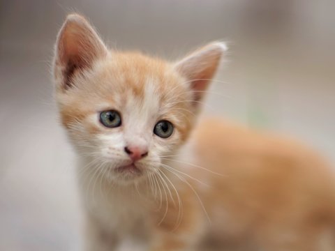 Young ginger white kitten close up portrait