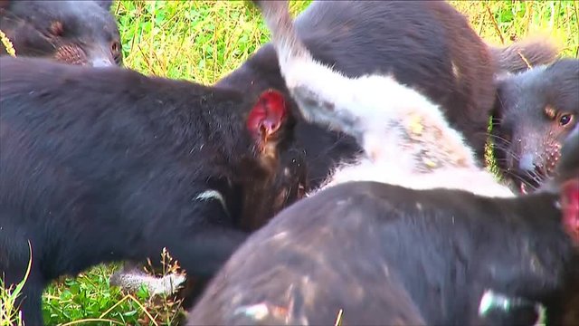 Tasmanian Devils viciously tear into prey in a feeding frenzy.