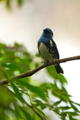 Turquoise tanager (Tangara mexicana).