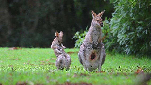 Good footage of a wallaby kangaroo mother with a baby in pouch.