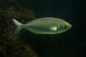 Selma porgy fish (Sarpa salpa).